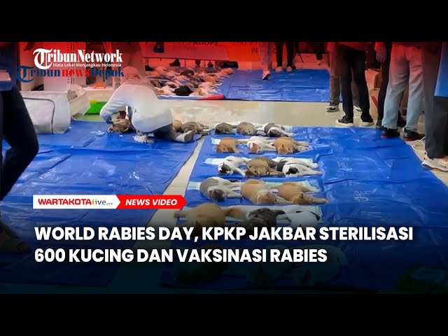 World Rabies Day, KPKP Jakbar Sterilisasi 600 Kucing dan Vaksinasi Rabies Sejumlah Hewan