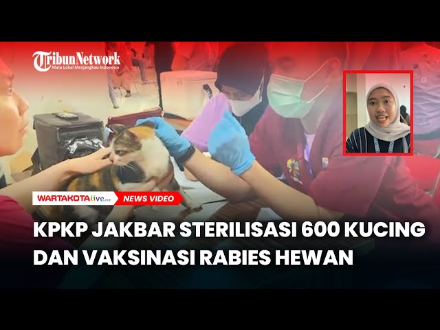 World Rabies Day, KPKP Jakbar Sterilisasi 600 Kucing dan Vaksinasi Rabies Sejumlah Hewan