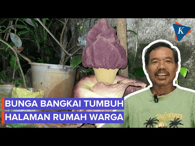 Bunga Bangkai Suweg Tumbuh di Rumah Warga Jagakarsa, Bau bak Bangkai Tikus Saat Mekar