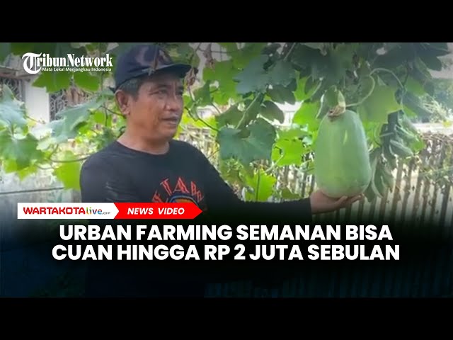 Urban Farming Semanan Sinergi, Bisa Untung Rp 2 Juta Perbulan dari Hasil Kebun dan Ternak Ikan