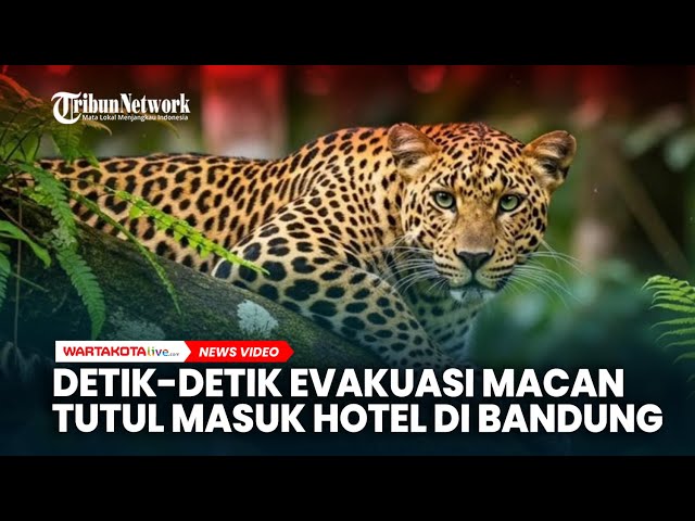 Detik-detik Evakuasi Macan Tutul Masuk Hotel di Bandung