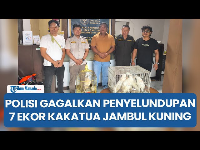 Polisi Gagalkan Penyelundupan 7 Ekor Kakatua Jambul Kuning di Pelabuhan Manado