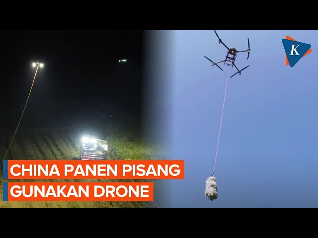 Teknologi Canggih dari China! Drone Panen Pisang dan Padi di Malam Hari