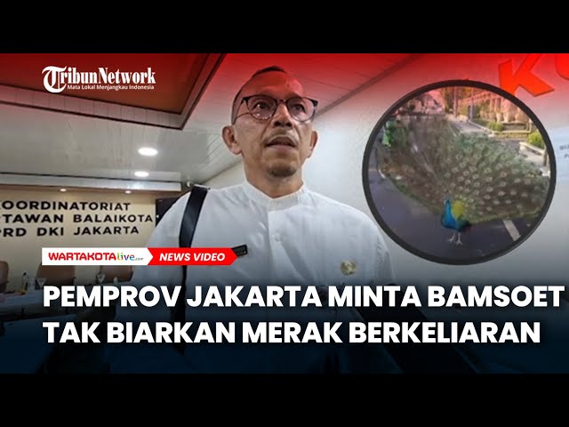Pemprov Jakarta Minta Bamsoet tak Biarkan Merak Peliharannya Berkeliaran, Potensi Tularkan Penyakit
