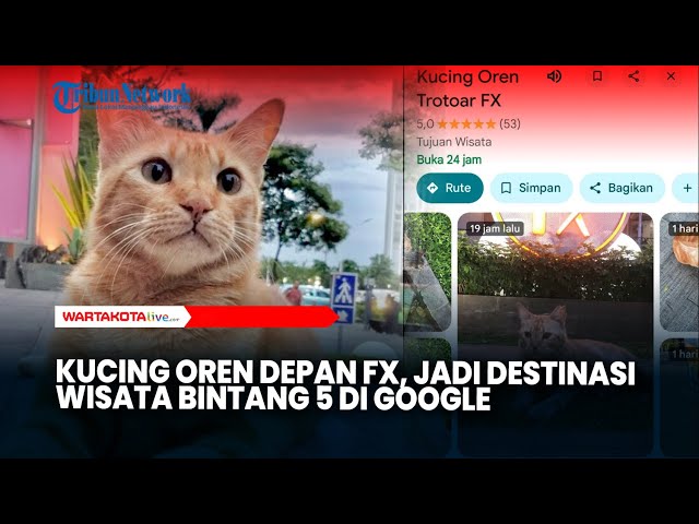 Kucing Oren yang Viral, Jadi Destinasi Wisata Bintang 5 di Google