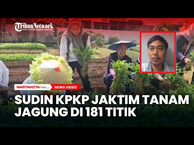 Sudin KPKP Jaktim Tanam Jagung di 181 Titik, Hasil Panen Bisa Dinikmati Saat Malam Tahun Baru