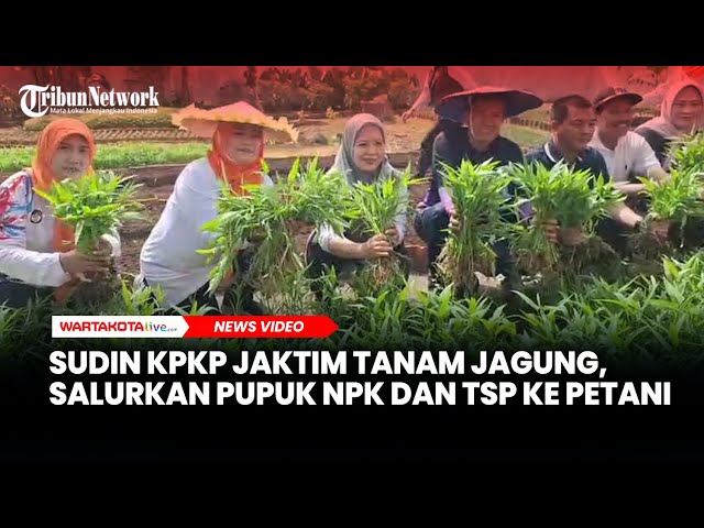 Dukung Program Swasembada Pangan, Sudin KPKP Tanam Jagung di 181 Titik di Jakarta Timur