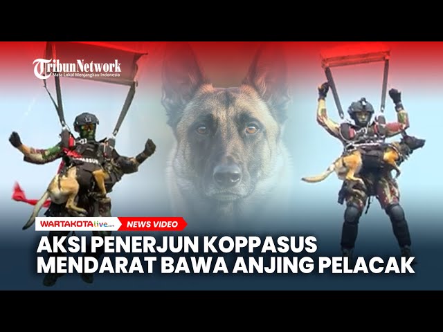 Aksi Keren Penerjun Kopassus Mendarat Sambil Bawa Anjing Pelacak Belgian Malinois