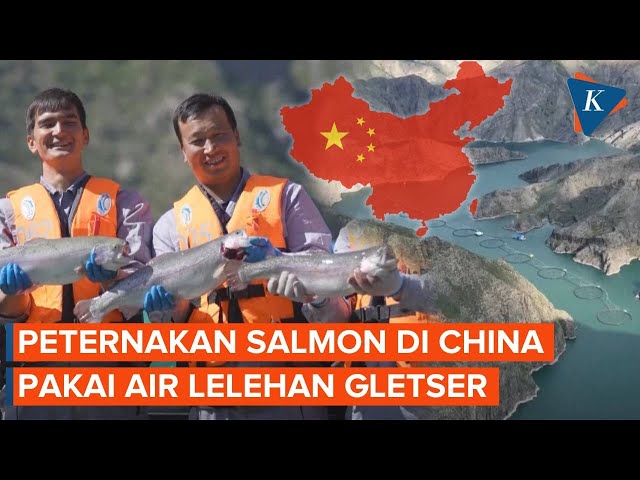 Jauh dari Laut, China Budidaya Salmon Pakai Air Es Seluas Danau di Negeri Gurun Xinjiang