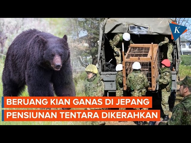 Teror Beruang Mengganas di Jepang, Pensiunan Tentara Diminta Turun Tangan