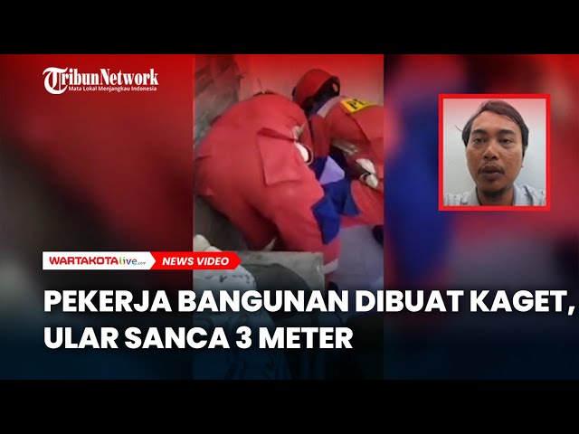 Pekerja Bangunan Dibuat Kaget, Ular Sanca 3 Meter Melingkar di Saluran Pembuangan Air