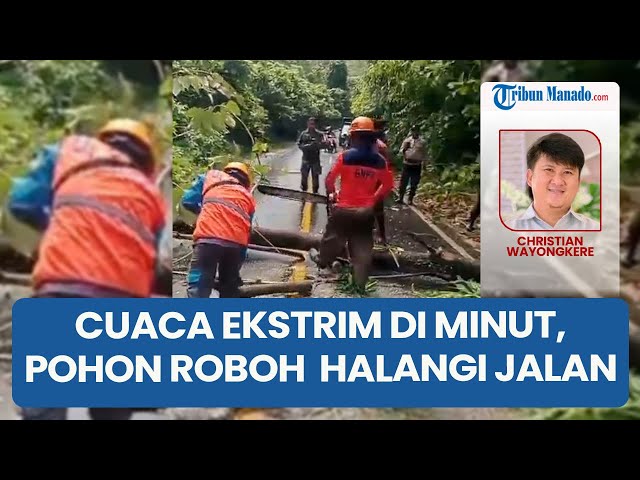 Dampak Cuaca Ekstrim di Minut, Pohon Jati Tumbang Tutup Jalan Russ Wori Likupang Berjam Jam