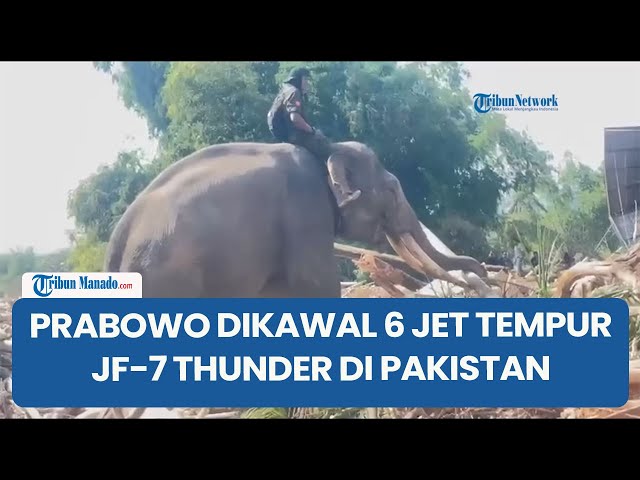 Detik detik Warga Kerahkan 4 Gajah Bantu Angkat Kayu Sisa Banjir di Aceh, Disebut Sudah Terlatih