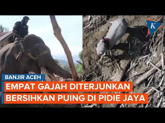 Potret Gajah Abu, Mido, Ajis, dan Noni Bantu Bersihkan Puing Banjir Pidie Jaya
