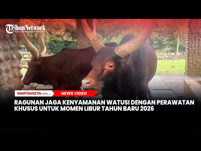 Ragunan Jaga Kenyamanan Watusi dengan Perawatan Khusus untuk Momen Libur Tahun Baru 2026